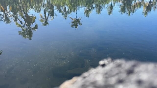 Tropical Hawaiian fish shimmer under the water of a local ocean inlet surrounded by reflected palm trees
