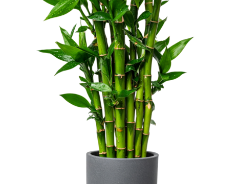  Potted Bamboo Plant in Grey Container PNG