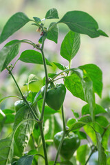 Obraz premium Green bell pepper hanging on a branch in the garden