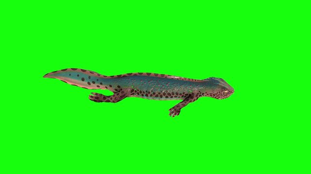 Alpine Newt