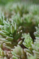 Fototapeta premium Green wild succulent plants with blur background.