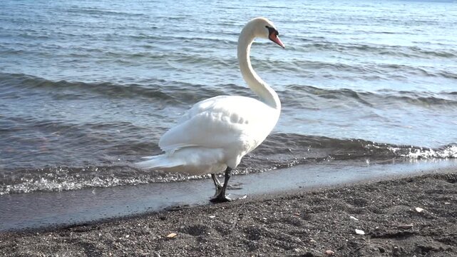 Beautiful white swan on the lake Bracciano, Italy