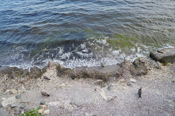 Sea waves reaching the shore with green algae in clear water. Natural coastal background with transparent blue water, seaweed and small ripples.