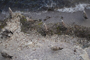 Obraz premium Sea waves reaching the shore with green algae in clear water. Natural coastal background with transparent blue water, seaweed and small ripples.
