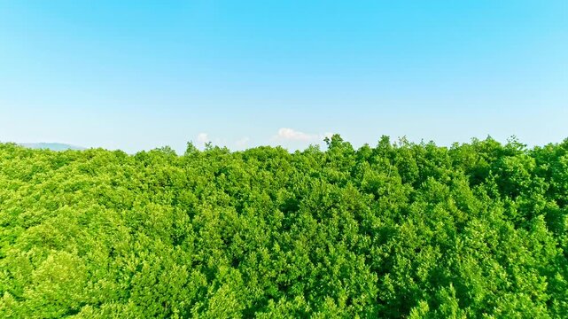 Flight over hilly green nature