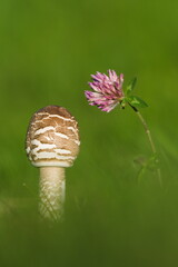 Parasol Mushroom (Macrolepiota procera) with red clover blossom in meadow