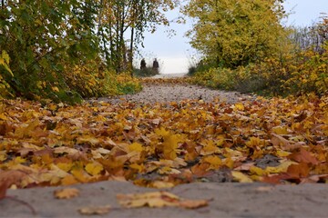 Fall landscape with sea and forest silhouettes