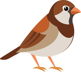 A proud house sparrow standing on a clean white background