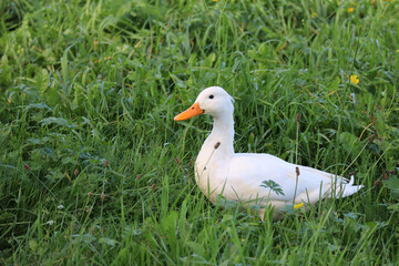 Peking duck