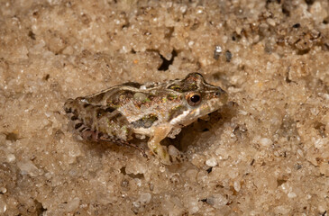 Blending in to stay hidden from predators: This southern cricket frog's (Acris gryllus) pattern matches the sandy soil near the lake where it lives. 