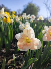 Obraz premium Blossoming flower of the narcissus variety Palmares close-up. Beautiful daffodils flower with white and pink petals in an inflorescence on a green stem growing in the ground on a sunny spring day