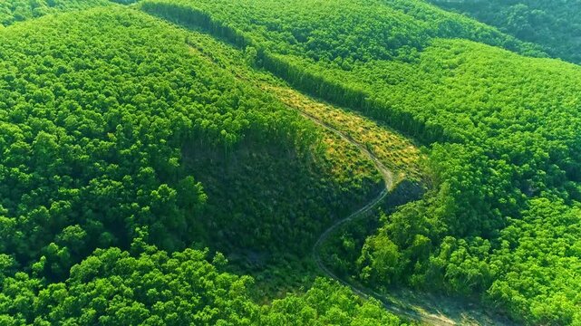 Flyover, curvy path across green lush deciduous forest