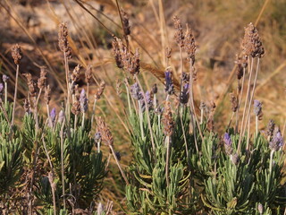 Parque natural de la Sierra Helada - Serra Gelada (L'Alfàs del Pi - Alfaz del Pi, Province of Alicante, Valencian Community, Kingdom of Spain)