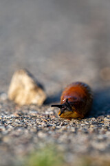Brown slug crawling on gravel path with shallow depth of field, macro close-up