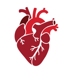Stylized red illustration of human heart with visible aorta, pulmonary arteries, and veins, symbolizing circulatory anatomy and medical concept