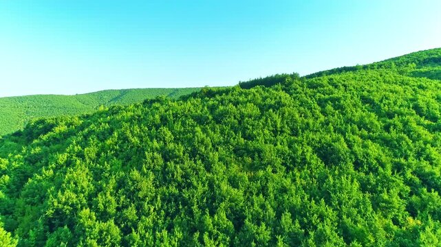 Drone motion view over beautiful nature, green lush forest, skyline