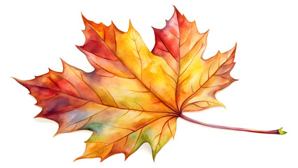 autumn maple leaf