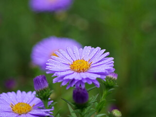 A Beautiful Purple Flower with Raindrops on its Petals