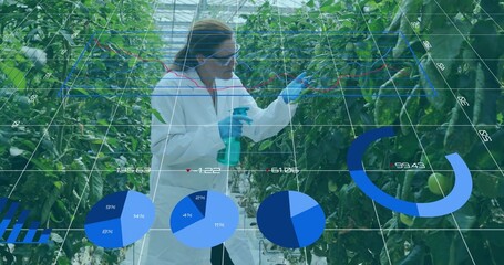 Holding spray bottle, researcher in lab coat examining tomato clusters in greenhouse, data overlays