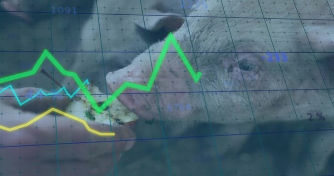 Snuffling pig snout consuming fruit slice at farm pen, with human hand and data overlay