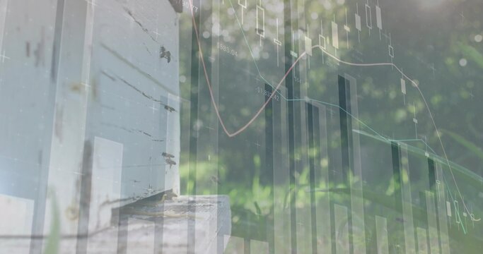 Fototapeta Showing bees buzzing on wood beehive on base in garden with candlestick chart overlay, copy space