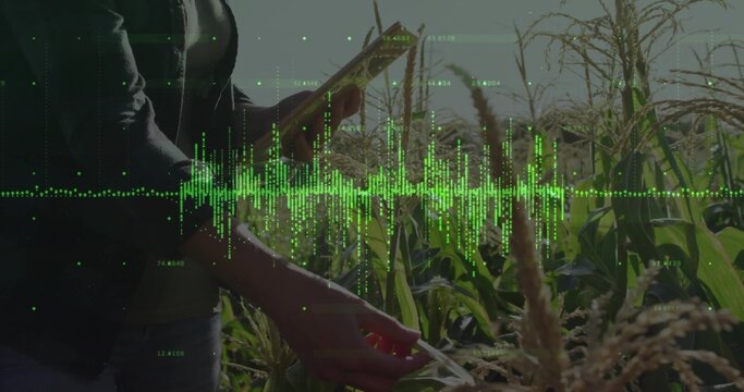 Monitoring denim-clad woman using tablet inspecting tassel amid stalks in cornfield, data waveform - Powered by Adobe