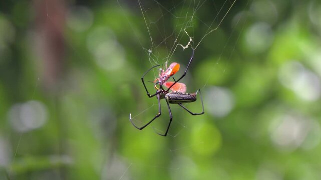 Giant Wood Spider Wrapping Orange Moth with Silk in Gibbon Sanctuary