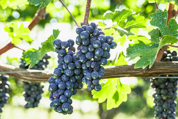 カベルネソーヴィニヨン