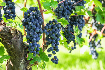 カベルネソーヴィニヨン