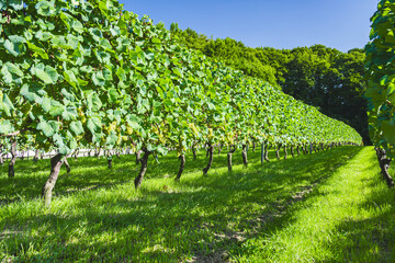 Naklejka premium シャルドネ ぶどう畑