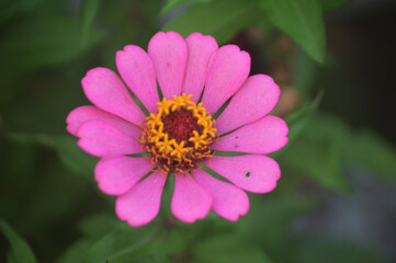 Obraz premium Close up of pink zinnia flower blooming in garden with yellow pollen detail, vibrant petals and green leaf background, natural floral beauty macro photography for spring and summer decoration