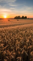 Golden wheat field at sunset with hay bales and distant trees under a dramatic sky