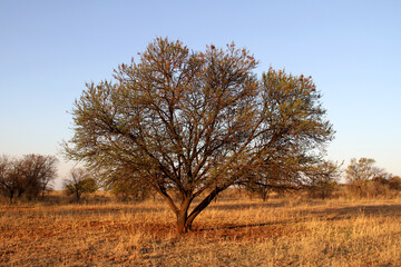 Landscape photo of dry winter Sweet Thorn, Soetdoring, Mookana, Mooka, umuNga - Vachellia ...The sweet thorn tree in South Africa is known scientifically as Vachellia karroo (formerly Acacia karroo)