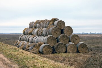Stacked hay bales after the harvest. Prepared rolls of hay for cattle. Winter fodder for wild animals. Haystacks. Stacks dry hay open air field storage.