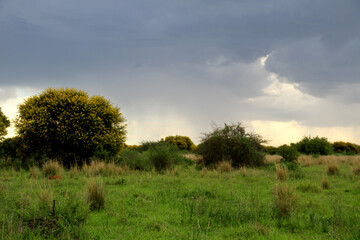 Landscape Photo of  Soetdoring tree with yellow flowers in North West, South Africa is known scientifically as Vachellia karroo (formerly Acacia karroo) and is a native, fast-growing,