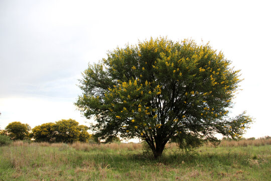 Soetdoring tree with yellow flowers in North West, South Africa is known scientifically as Vachellia karroo (formerly Acacia karroo) and is a native, fast-growing,