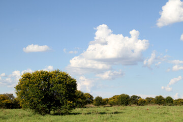 Landscape Photo of  Soetdoring tree with yellow flowers in North West, South Africa is known scientifically as Vachellia karroo (formerly Acacia karroo) and is a native, fast-growing,