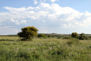Obraz premium Landscape Photo of Soetdoring tree with yellow flowers in North West, South Africa is known scientifically as Vachellia karroo (formerly Acacia karroo) and is a native, fast-growing,