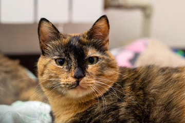 A closeup of a beautiful calico cat intently gazing at the camera