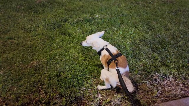 A dog on a leash going to toilet on the grass in the park.
