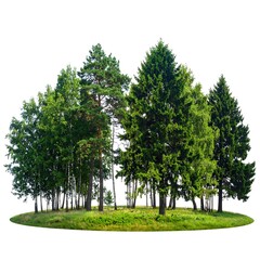 Obraz premium Lush green trees form a secluded island on a grassy knoll, a tranquil woodland scene.