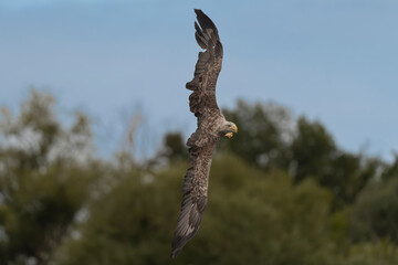 White tailed eagle - haliaeetus albicilla - in flight, soaring with blue sky and green trees in background. Photo from Szczecin lagoon in Poland.	