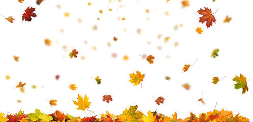 Autumn Leaf Fall on White Background. Maple Vibrant leaves 