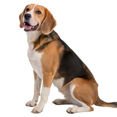 Sitting dog isolated on transparent background