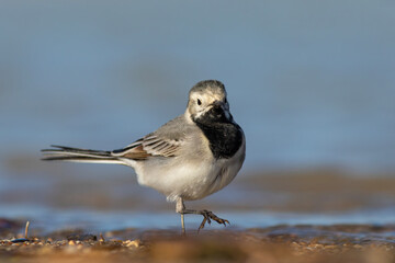White Wagtail feeding at the water's edge