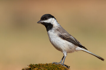 Sombre Tit standing on moss