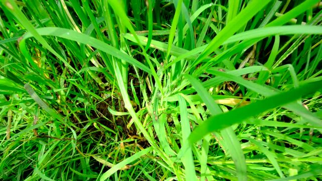 Close up of young white onions bulbs and moving camera up revealing lot of scallions. Greens are bend over or fallen after heavy rain.