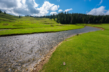 Ponor creek with sheep in meadow