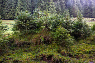 Young fir saplings in Apuseni