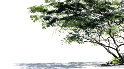 A large tree with lush green leaves casting shadows on the ground, set against a white background